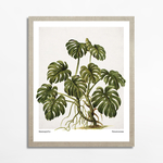 Maľba MONSTERA EGZOTIC PLANT 40x50 cm