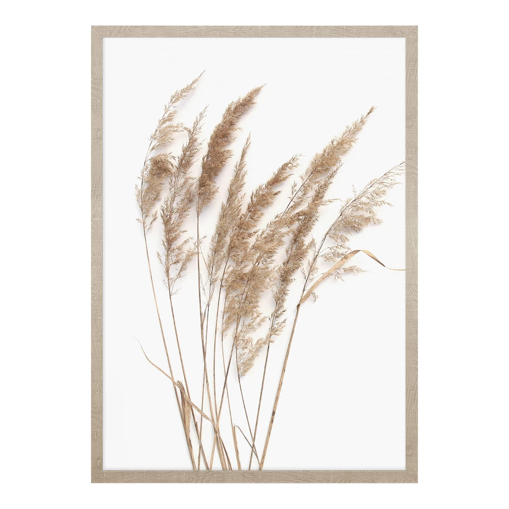 Obraz PAMPAS GRASS I 53 x 73 cm